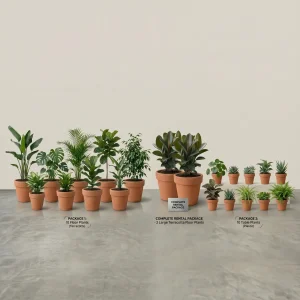 Paket Tanaman Rental dengan Pot Terracotta