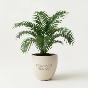 Sewa tanaman hias palm chamadeorea dalam pot teraso untuk dekorasi interior kantor modern dari tanamanrental.com