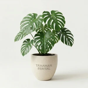 Sewa tanaman hias Monstera dalam pot teraso untuk dekorasi interior kantor modern dari tanamanrental.com
