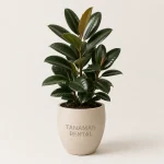 Rental Tanaman Ficus Elastica untuk dekorasi kantor modern indoor elegan