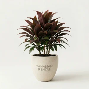 Rental Tanaman Hanjuang Besi Cordyline fruticosa untuk dekorasi kantor modern indoor