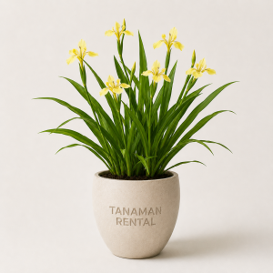 Rental Tanaman Iris Kuning Neomarica longifolia untuk dekorasi kantor modern indoor