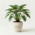 rental philodendron xanadu untuk dekorasi kantor modern