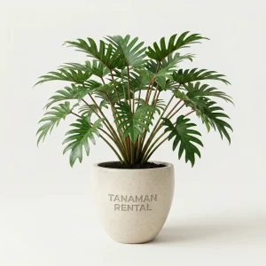 rental philodendron xanadu untuk dekorasi kantor modern