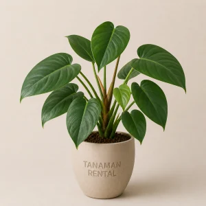 Rental Tanaman Philodendron Marble hijau elegan untuk dekorasi kantor modern