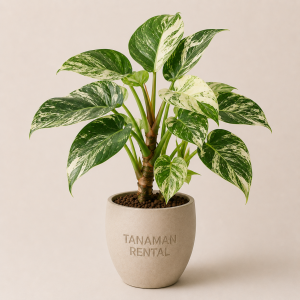 Rental Tanaman Philodendron Marble Variegata untuk dekorasi interior kantor modern