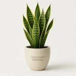 Jasa sewa tanaman Sansevieria Jakarta dalam pot teraso untuk dekorasi interior kantor.