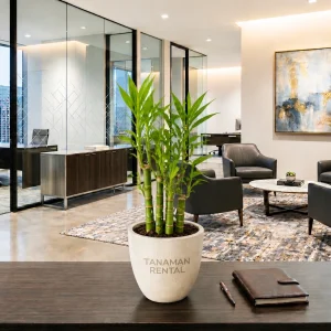 sewa tanaman bambu rejeki untuk dekorasi kantor modern