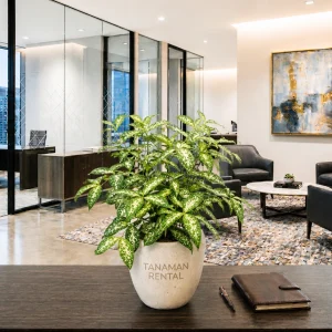 sewa tanaman florida beauty untuk dekorasi kantor modern