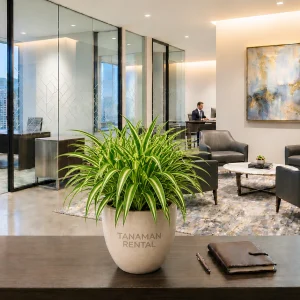 Spider Plant premium untuk dekorasi kantor modern dari TanamanRental.com