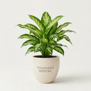 rental tanaman aglaonema silver untuk dekorasi kantor modern