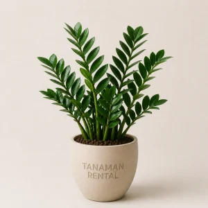 Rental tanaman Zamia Kulkas indoor premium untuk dekorasi kantor modern dan lobby elegan