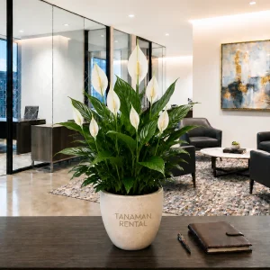 Tanaman Rental Spathiphyllum indoor premium untuk dekorasi kantor modern dan lobby elegan